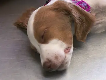 Intoxicado un cachorro por comerse una seta Intoxicado un cachorro por comerse una seta