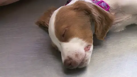 Intoxicado un cachorro por comerse una seta Intoxicado un cachorro por comerse una seta