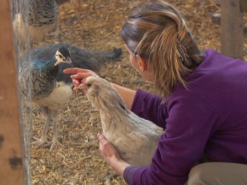 Problemas con las gallinas