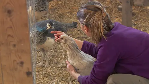 Problemas con las gallinas El increíble Dr. Pol
