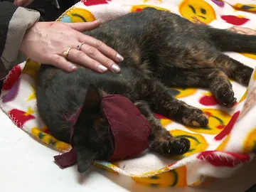 Gato con la pata rota Gato con la pata rota