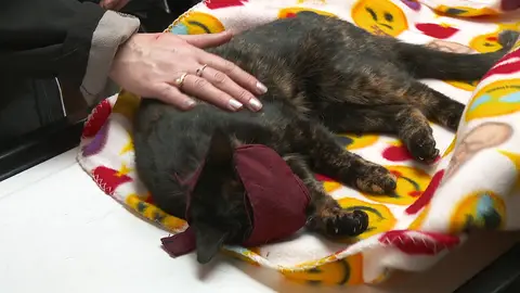 Gato con la pata rota El increíble Dr. Pol