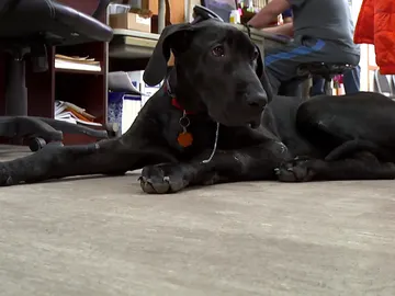 La mascota de los Pol La mascota de los Pol