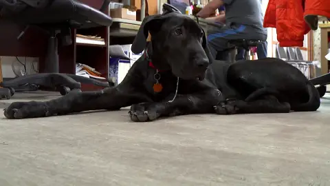 La mascota de los Pol El increíble Dr. Pol