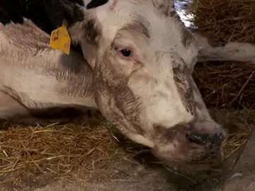 ¿Sabes en qué consiste la &#39;fiebre de leche&#39; de las vacas?