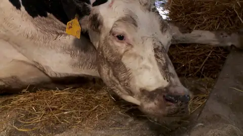 ¿Sabes en qué consiste la 'fiebre de leche' de las vacas? ¿Sabes en qué consiste la 'fiebre de leche' de las vacas?