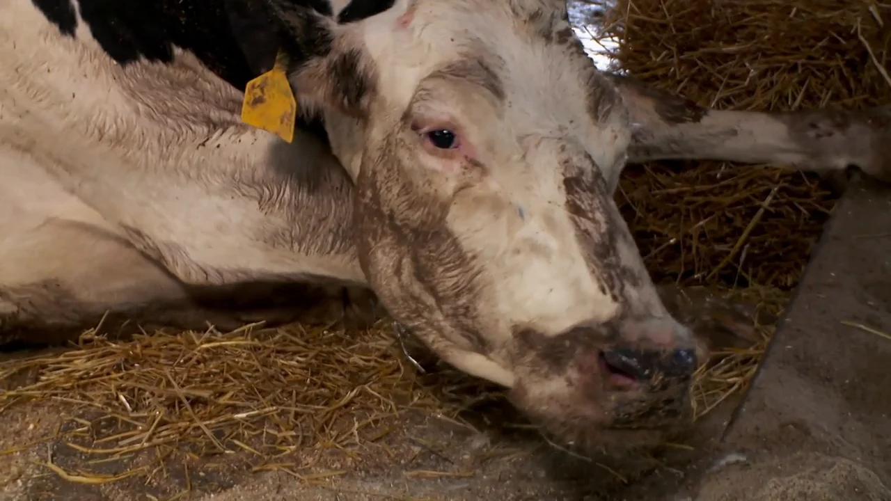 &iquest;Sabes en qu&eacute; consiste la 'fiebre de leche' de las vacas?
