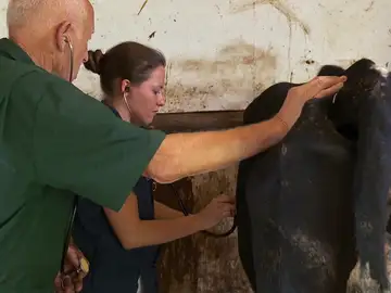 Tras el parto, esta vaca sufre problemas respiratorios que preocupan a su dueño