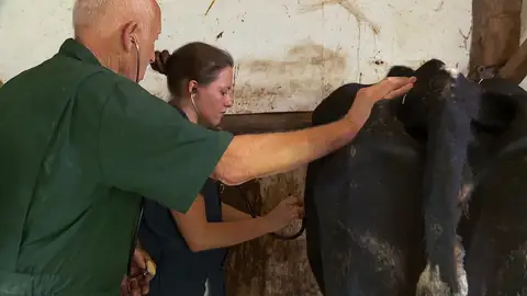 Tras el parto, esta vaca sufre problemas respiratorios que preocupan a su dueño Tras el parto, esta vaca sufre problemas respiratorios que preocupan a su dueño