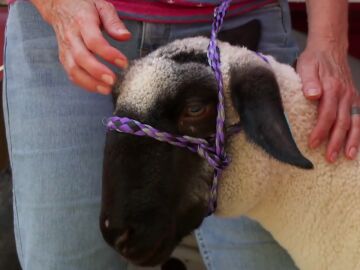 La cabra Sebastián sufre de Tiña semanas antes de la feria del condado