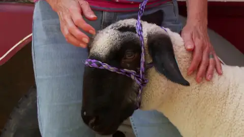 La cabra Sebastián sufre de Tiña semanas antes de la feria del condado La cabra Sebastián sufre de Tiña semanas antes de la feria del condado