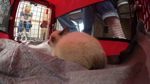 Un inquilino indeseado hace que peligre la vida de 'Little one' Un inquilino indeseado hace que peligre la vida de 'Little one'