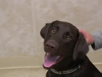 Estos son los consejos del Dr Pol para la buena alimentación de los perros Estos son los consejos del Dr Pol para la buena alimentación de los perros