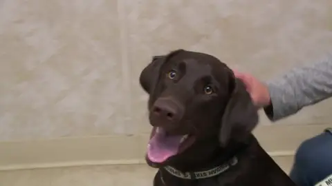 Estos son los consejos del Dr Pol para la buena alimentación de los perros Estos son los consejos del Dr Pol para la buena alimentación de los perros