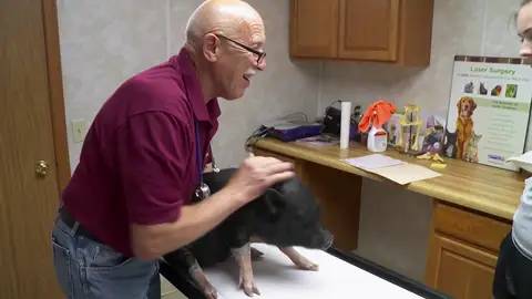 ¿Por qué cojea Queenie? La cerdita vietnamita acude al doctor Pol a buscar soluciones ¿Por qué cojea Queenie? La cerdita vietnamita acude al doctor Pol a buscar soluciones