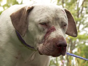 Perro herido Perro herido