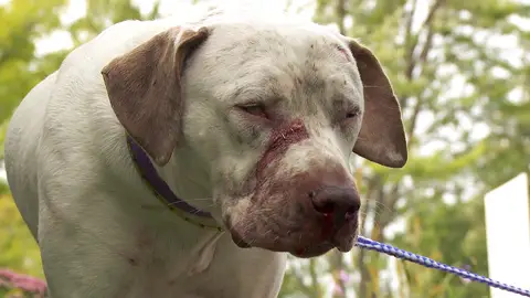 Perro herido El increíble Dr. Pol