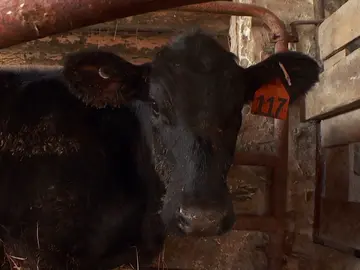 Este ternero con problemas respiratorios puede morir si no se actúa rápido Este ternero con problemas respiratorios puede morir si no se actúa rápido