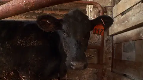 Este ternero con problemas respiratorios puede morir si no se actúa rápido Este ternero con problemas respiratorios puede morir si no se actúa rápido