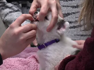 Ponen las primeras vacunas al cachorro de Maya Ponen las primeras vacunas al cachorro de Maya