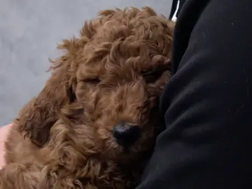 ¿Raquitismo o infección? Los síntomas de Teddy desconciertan al doctor Pol ¿Raquitismo o infección? Los síntomas de Teddy desconciertan al doctor Pol