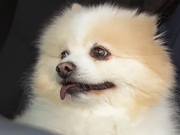 Comportamiento extraño en esta mascota Comportamiento extraño en esta mascota