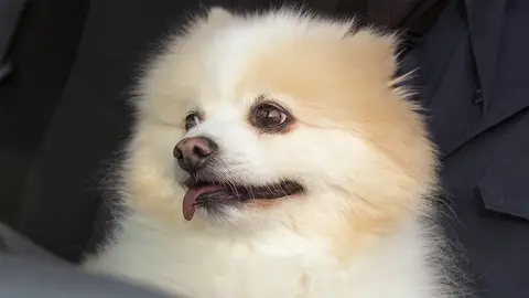 Comportamiento extraño en esta mascota El increíble Dr. Pol