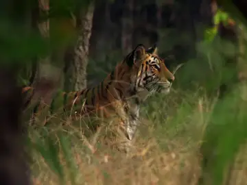 ¿Cómo sobrevive el tigre de bengala en la selva?