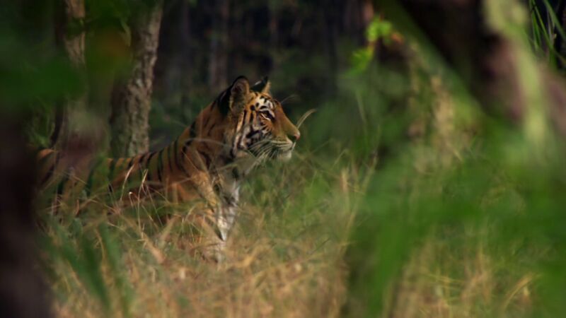 ¿Cómo sobrevive el tigre de bengala en la selva?