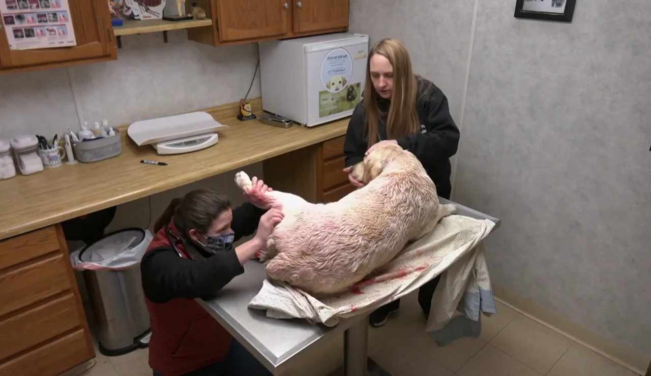 Perl se salva por los pelos de ser amputado debido a una pelea con otro perro