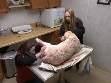 Perl se salva por los pelos de ser amputado debido a una pelea con otro perro Perl se salva por los pelos de ser amputado debido a una pelea con otro perro