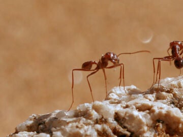 Hormigas en el desierto