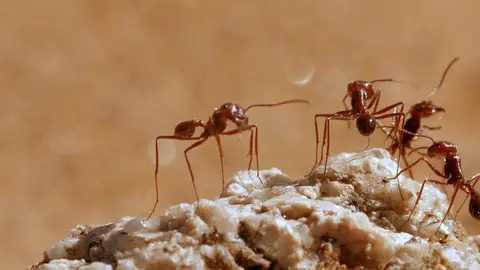 Hormigas en el desierto La caza