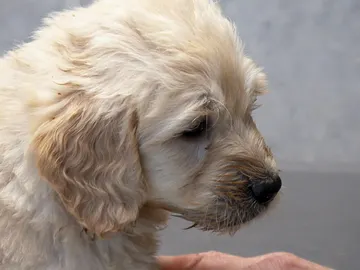 Primera revisión de estos cachorros Primera revisión de estos cachorros