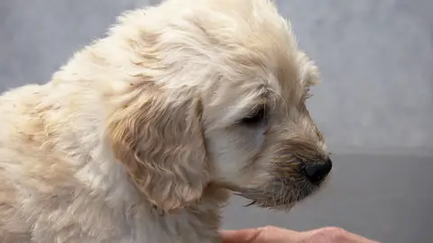 Primera revisión de estos cachorros El increíble Dr Pol