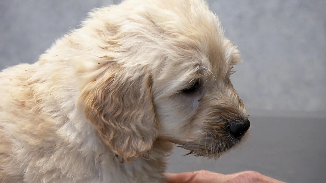 Primera revisión de estos cachorros El increíble Dr Pol