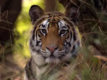 Tigre en la India