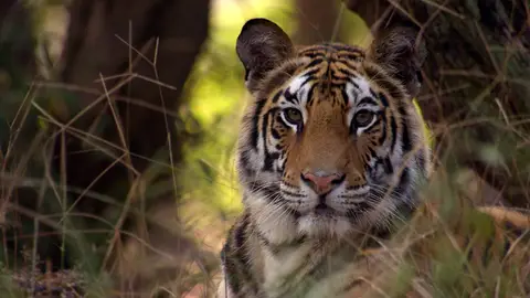 Tigre en la India megawild