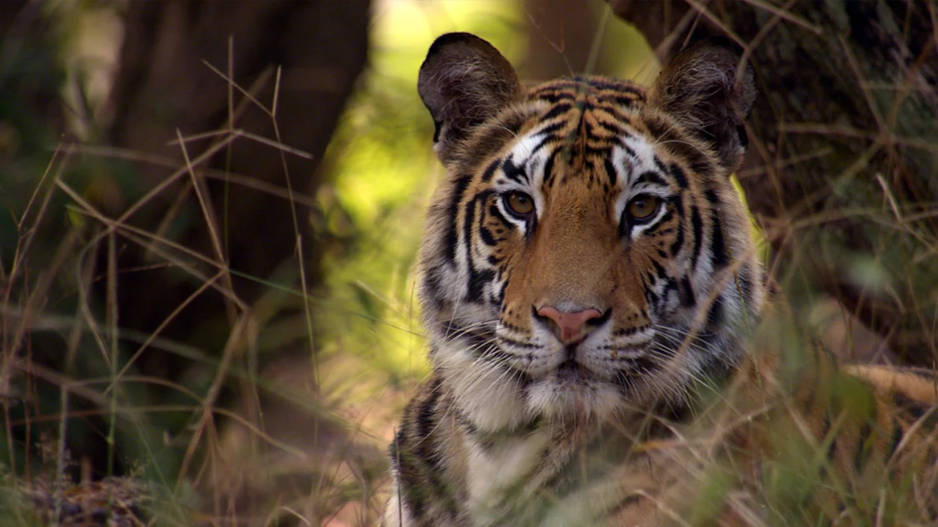 Tigre en la India megawild