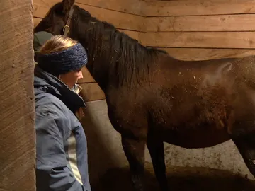 Esta yegua se ha puesto de parto Esta yegua se ha puesto de parto