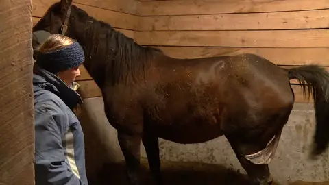 Esta yegua se ha puesto de parto El increíble Dr. Pol