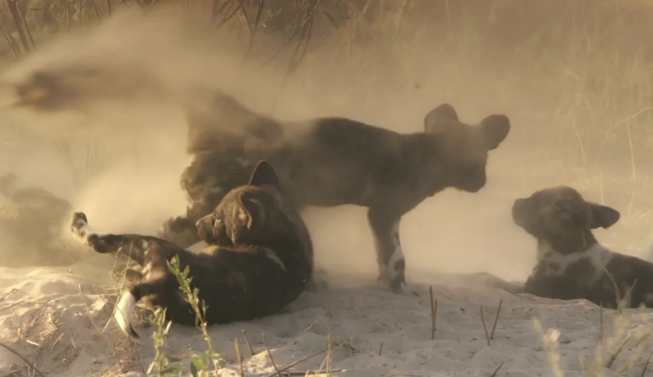 Tras el acecho de una leona, el perro salvaje africano y sus crías disfrutan del desierto
