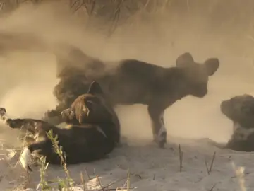 Tras el acecho de una leona, el perro salvaje africano y sus crías disfrutan del desierto