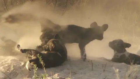 Tras el acecho de una leona, el perro salvaje africano y sus crías disfrutan del desierto Tras el acecho de una leona, el perro salvaje africano y sus crías disfrutan del desierto