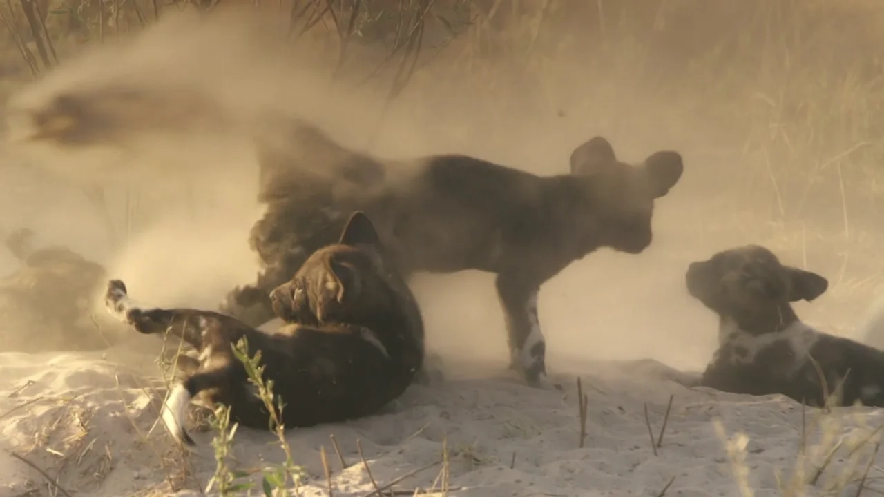Tras el acecho de una leona, el perro salvaje africano y sus cr&iacute;as disfrutan del desierto