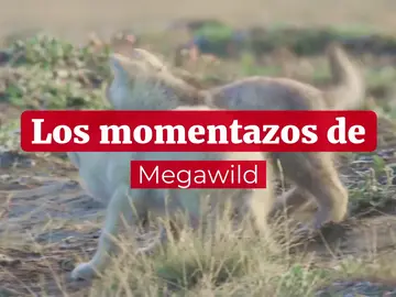 Los momentazos de Megawild Los momentazos de Megawild