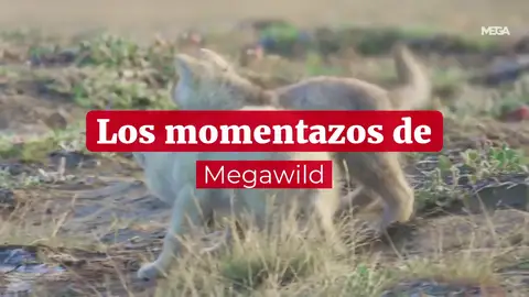 Los momentazos de Megawild Los momentazos de Megawild