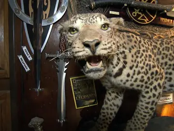Taxidermia Taxidermia