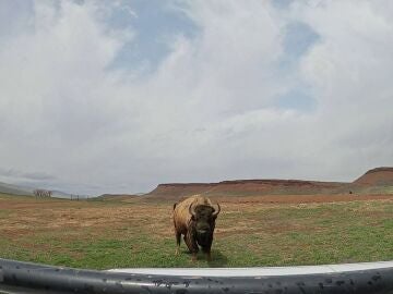 Un búfalo desafía a su cuidador embistiendo su vehículo