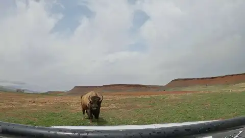 Un búfalo desafía a su cuidador embistiendo su vehículo Un búfalo desafía a su cuidador embistiendo su vehículo